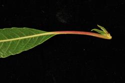 Salix acutifolia. Leaf petiole and stipule pair.
 Image: D. Glenny © Landcare Research 2020 CC BY 4.0